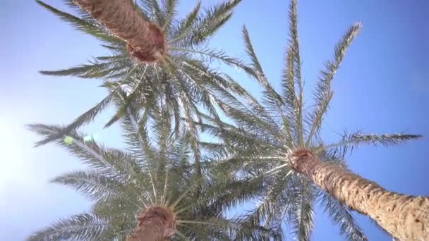 Three palms twist in the sunlight. Shooting from the bottom — Stock Video