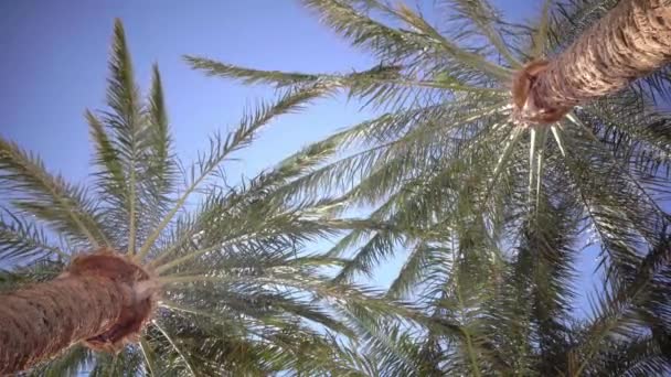 清澈的蓝天和树叶在风中从棕榈树上。从底部拍摄 — 图库视频影像