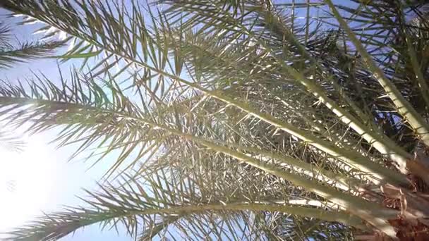 Açık mavi gökyüzü ve palmiye ağaçları rüzgarda yapraklarından — Stok video