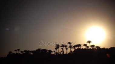 Günbatımı okyanus ve palmiye ağaçlarının çevresinde sahilde