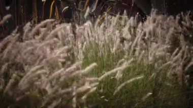 Yeşil bush sazlık gibi Rüzgar sallıyor