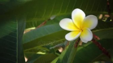 Kar beyaz, sarı çiçek çiçek çiçek açması ağaç