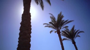 Üç avuç içi büküm güneş ışığı altında