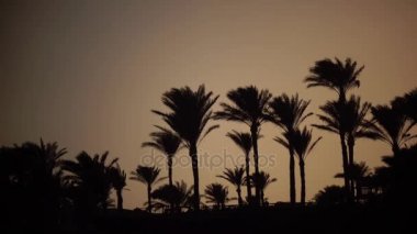 Sunrise beach okyanus ve palmiye ağaçlarının çevresinde