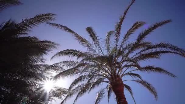 Drie palmen draai in het zonlicht. Schieten vanaf de onderkant — Stockvideo