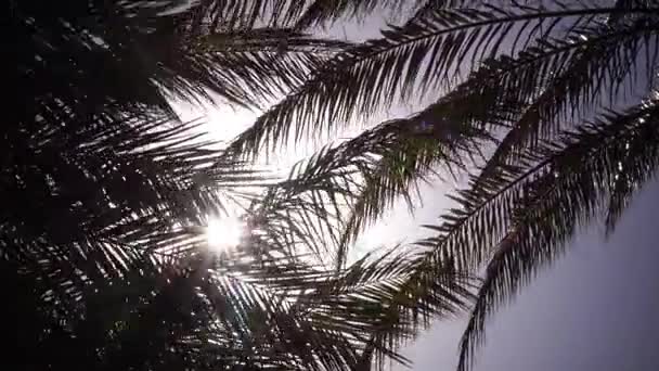 風で揺れるようにヤシの木から太陽の明るい光輝きを残します。クローズ アップ — ストック動画