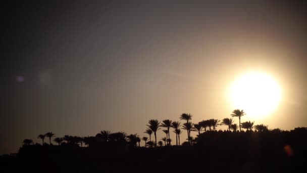 Solnedgång på stranden runt havet och palm träd — Stockvideo