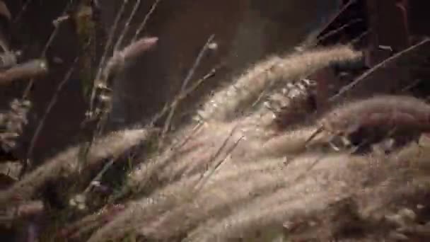 Green bush is like reeds, the wind shakes it — Stock Video