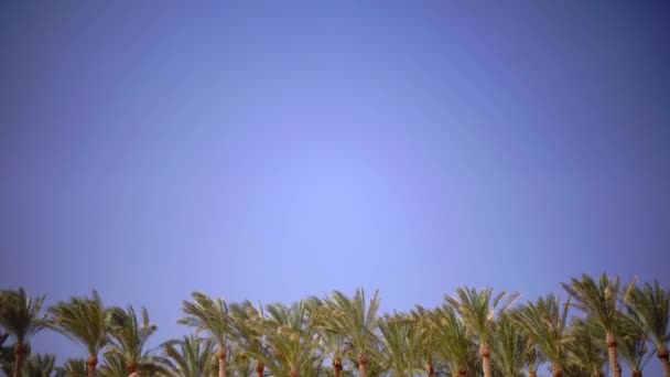 Palms swing från vinden på stranden havet. Närbild — Stockvideo