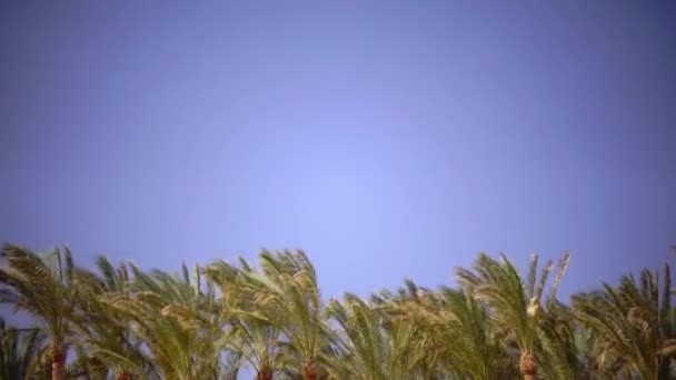 Palme oscillano dal vento sull'oceano spiaggia. Da vicino. — Video Stock