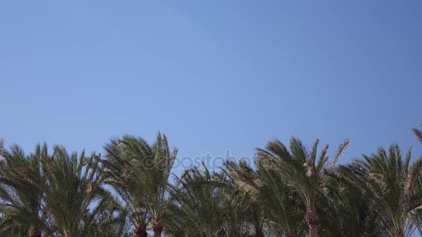 Las palmas oscilan del viento en el océano de la playa. De cerca. — Vídeo de stock