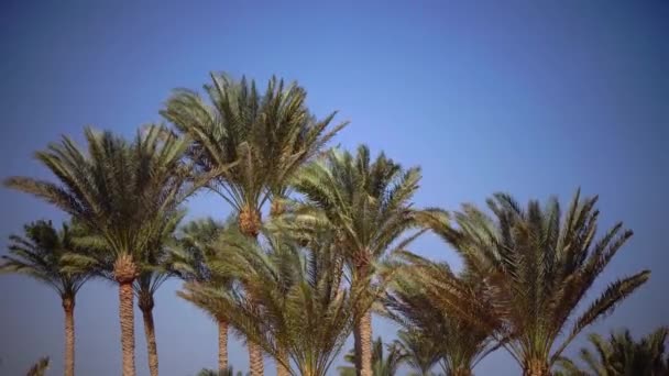 Bladeren van de palm groeien in de wind, schittering van de felle zon. Close-up — Stockvideo