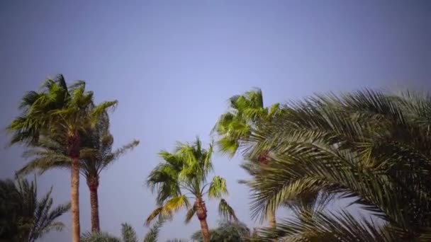 Palms huśtawka od wiatru na plaży oceanu. Z bliska — Wideo stockowe