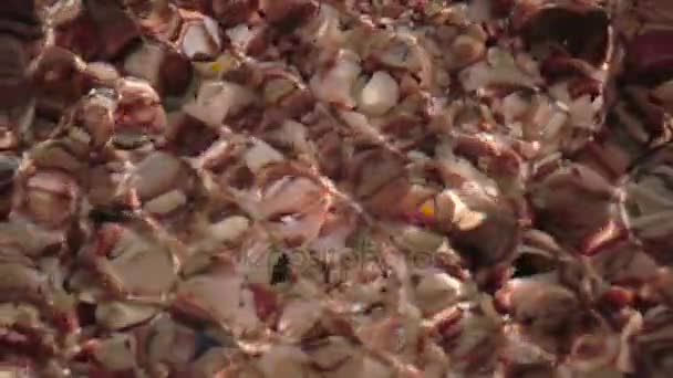 Meeresmuscheln auf dem Grund. Zeitlupe — Stockvideo