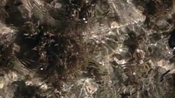 Oceaan schelpen op de bodem. Slow motion — Stockvideo