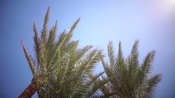 Las palmeras se balancean del viento en la playa. De cerca. Movimiento lento — Vídeos de Stock