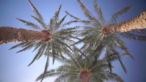 Tres palmas giran a la luz del sol. Disparando desde abajo. Movimiento lento — Vídeos de Stock