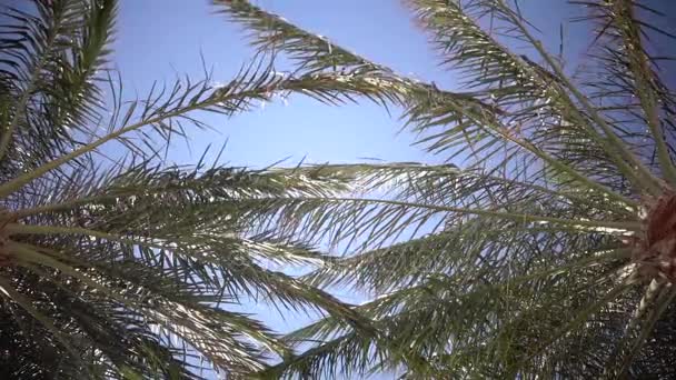 Heldere blauwe hemel en de bladeren in de wind van de palmbomen. Slow motion — Stockvideo