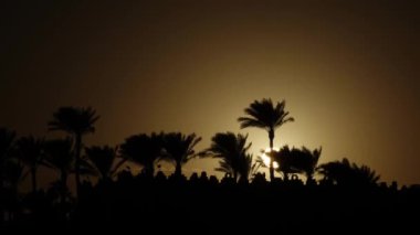 Sunrise beach çevresinde okyanus ve palmiye ağaçları. Zaman atlamalı