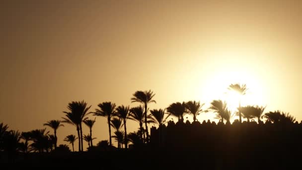 Puesta de sol en la playa alrededor del océano y palmeras. Caducidad — Vídeos de Stock