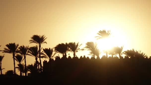 Pôr do sol na praia em torno do oceano e palmeiras. Desfasamento temporal — Vídeo de Stock