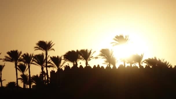 Tramonto sulla spiaggia intorno all'oceano e palme. Scadenza temporale — Video Stock