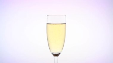 Köpüklü şampanya bardağının içine kırmızı gül bud. Beyaz arka plan