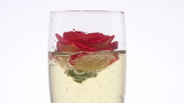 빨간 장미 꽃 봉 오리는 샴페인 한 잔에 있다. 흰색 배경입니다. 클로즈업 — 비디오