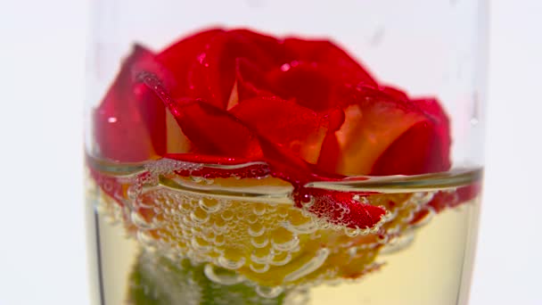 Die rote Rosenknospe liegt in einem Glas Champagner. weißer Hintergrund. Nahaufnahme — Stockvideo