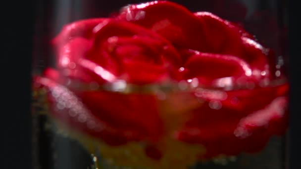 Red rose bud lies in a glass of champagne. Black background. Close up — Stock Video