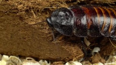 Madagaskar hamamböceği yere dökülüyor. Yakın çekim