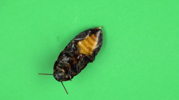 Due scarafaggi strisciano a terra. Schermo verde — Video Stock