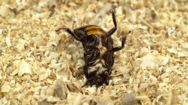 Таракан грести в опилках на спине — стоковое видео