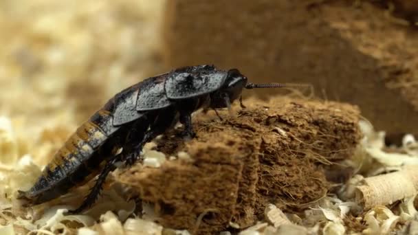La blatte rampe sur la sciure pressée. Gros plan 