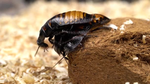 Madagascar cockroach crawls on the ground . Close up — Stock Video