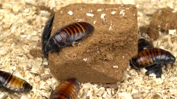 Madagaskar kakkerlakken kruipen vuiligheid. Close-up — Stockvideo