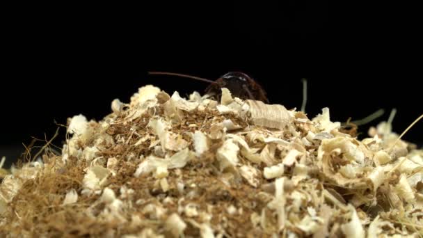 Kackerlacka kryper till toppen av sågspån. Svart bakgrund — Stockvideo