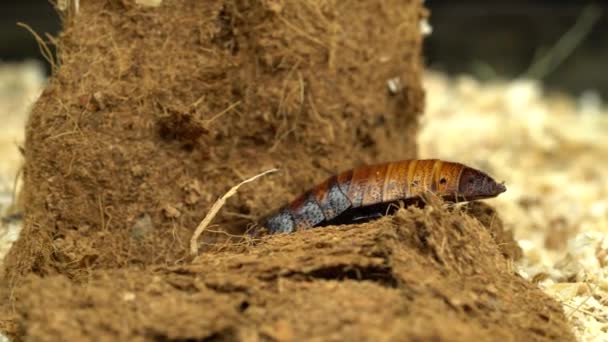 Madagascar cockroach creeps in the sawdust. Close up. Black background — Stock Video