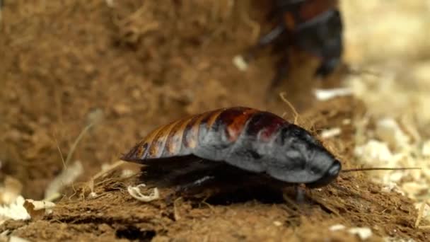 Twee Madagaskar kakkerlak kruipt in het zaagsel. Close-up. Zwarte achtergrond — Stockvideo