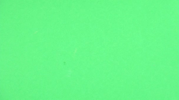 마다가스카르 바퀴벌레가 크롤링합니다. 녹색 화면입니다. 위에서 보기 — 비디오