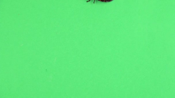 Два мадагаскарских таракана ползают. Зеленый экран. Вид сверху — стоковое видео