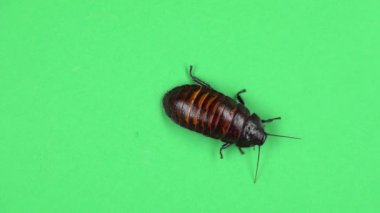 Madagaskar hamamböceği tarar. Yeşil ekran. Yukarıdan görüntülemek