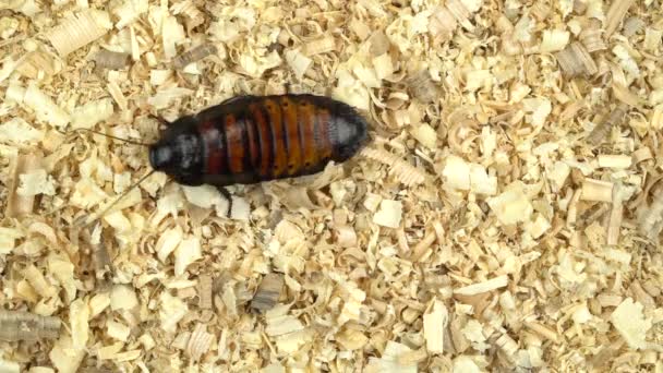 Madagascar cockroach creeps in the sawdust. View from above — Stock Video