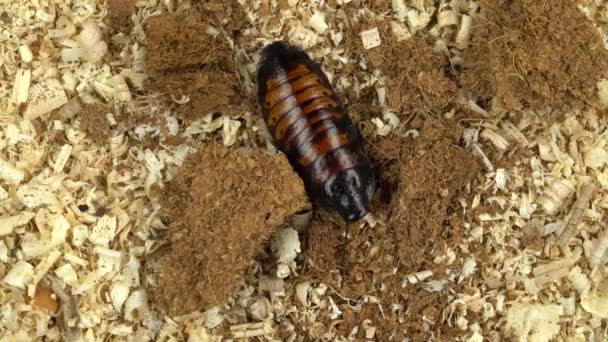 Madagascar cockroach creeps in the sawdust. View from above — Stock Video