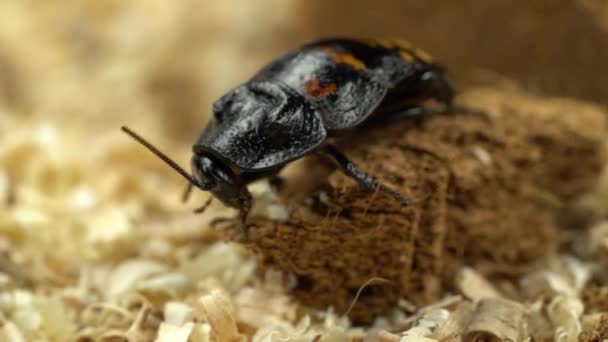 Lo scarafaggio del Madagascar striscia nella segatura. Da vicino. — Video Stock