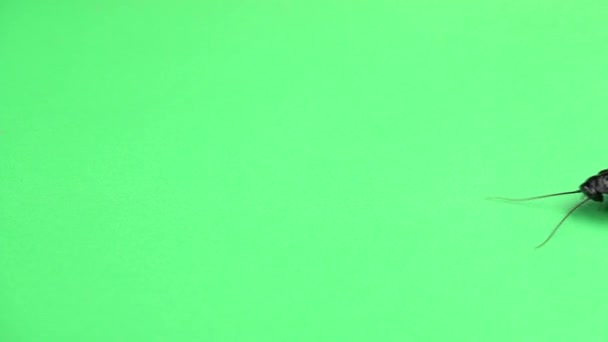 马达加斯加蟑螂爬行。绿屏 — 图库视频影像