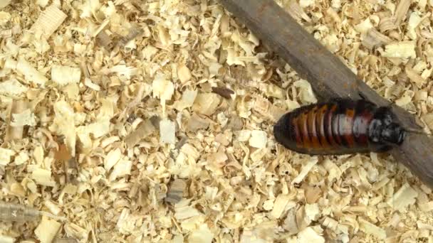 Madagascar cockroach creeps in the sawdust — Stock Video