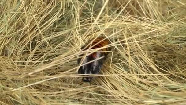 Cockroach crawls on the hay and sawdust. Green screen — Stock Video