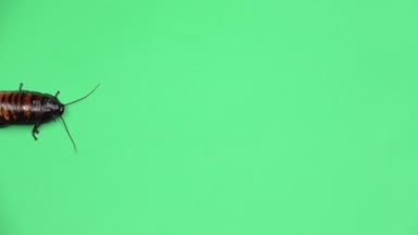 Madagaskar hamamböceği tarar. Yeşil ekran. Yukarıdan görüntüleyin. Ağır çekim