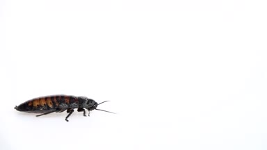 Madagaskar hamamböceği yan yana tarar. Beyaz arka plan. Yan görünümü. Ağır çekim
